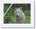 NYwolf 015 * Atka is their ambassador arctic gray wolf. * Atka is their ambassador arctic gray wolf.